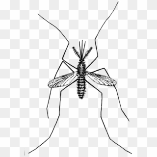 Mosquito Insect Bug Pest Malaria Parasite Disease - Mosquito Clipart No Background, HD Png Download