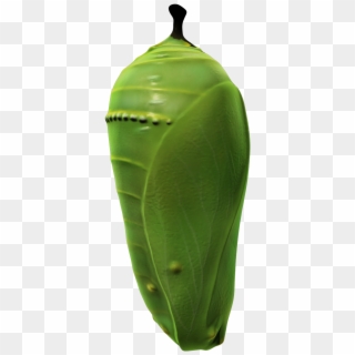 Pupa, HD Png Download