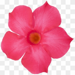 Sundaville® Fuchsia Pink - Desert Rose, HD Png Download