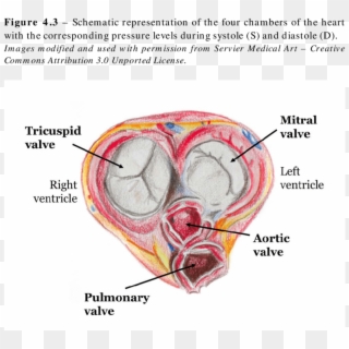 4 Drawing Of The Av Plane And The Four Cardiac Valves - Cardiac Valve Plane, HD Png Download