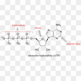Image056 - Adenosine Triphosphate Atp Molecule, HD Png Download