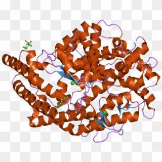 Pdb 2iux Ebi - Enzima Conversora De Angiotensina, HD Png Download