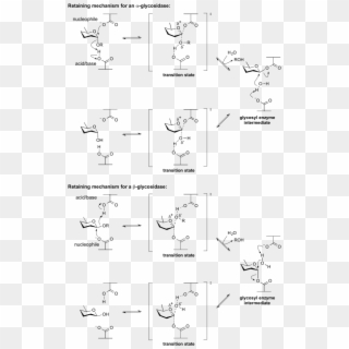 Retaining Glycosidase Mechanism - Retaining And Inverting Glycosidase, HD Png Download
