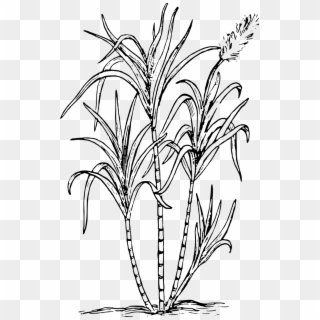 Sea Weed Biology Plant Flower Png Image - Sugar Cane, Transparent Png