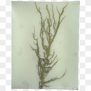 #12 Seaweed John Derian Company Inc - Nature Printing, HD Png Download