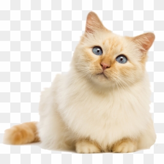 Funny Cute Cats - Fluffy Cat Transparent Background, HD Png Download