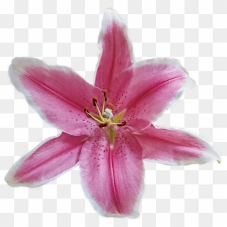 Flower, Garden, Plant, Flora, Nature, Petals, Flowering - Lily, HD Png Download