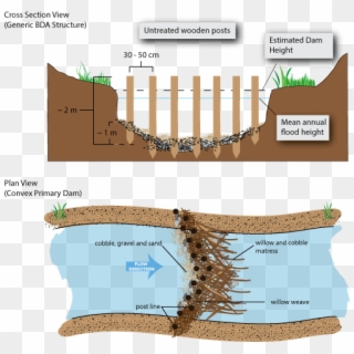 Picture - Cross Section Of A Beaver Dam, HD Png Download