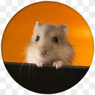 Gerbil Care - Have A Cheerful Day, HD Png Download