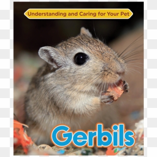 Gerbil, HD Png Download
