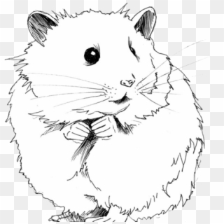 Drawn Hamster Gerbil - Hamster Black And White Clipart, HD Png Download