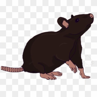 Mouse, HD Png Download