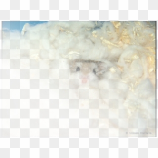Picture - Gerbil, HD Png Download