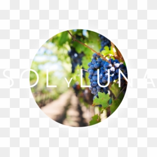 Grape, HD Png Download