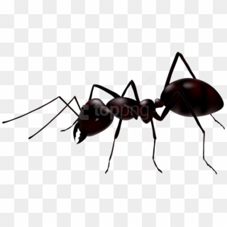 Free Png Download Ant Clipart Png Photo Png Images - Ant Vector, Transparent Png