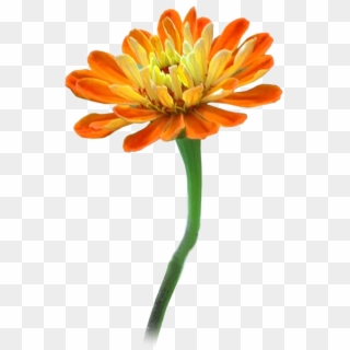 Clipart Png For Photoshop - Common Zinnia, Transparent Png
