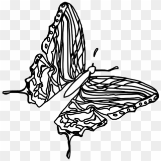 Butterfly Black White Line Art 555px - Sketch, HD Png Download