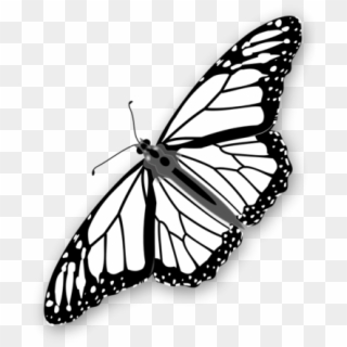 Monarch Butterfly Clipart Stencil - Flying Monarch Butterfly Black And White, HD Png Download