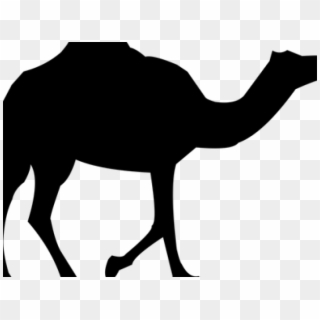 Camels Clipart Camel Safari - Arabian Camel, HD Png Download