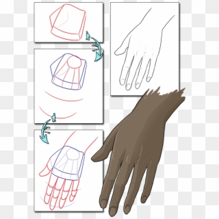 Hand Reference, Anatomy Reference, Learn To Draw, How - Drawing, HD Png Download