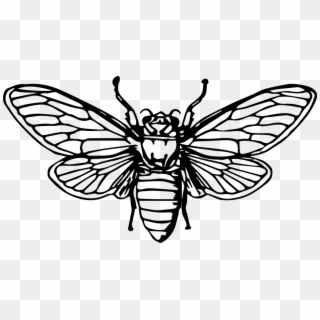 Bee Honeybee Insect Animal - Cicada Drawing, HD Png Download