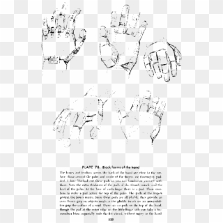 Andrew Loomis Drawing The Head And Hands 123 - Hand Block Loomis, HD Png Download