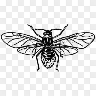 Western Honey Bee Insect Drawing Art - Honey Bee Clipart Black And White, HD Png Download