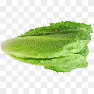 Everything You Need To Know About The Romaine Lettuce - Celtuce, HD Png Download