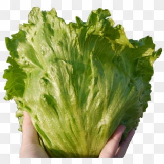 Romaine Lettuce, HD Png Download