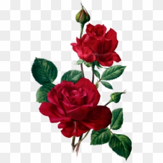 Розы Pintura Textil, Pintura En Tela, Acuarela, Flores - Red Rose Art, HD Png Download