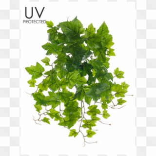 19 Uv Protected Grape Leaf Bush Green - Maple Leaf, HD Png Download