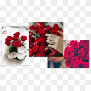 Rosas Rojas - Garden Roses, HD Png Download