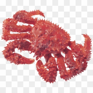 Free Png Download Crab Png Images Background Png Images - Fruto Do Mar Com Espinhos, Transparent Png