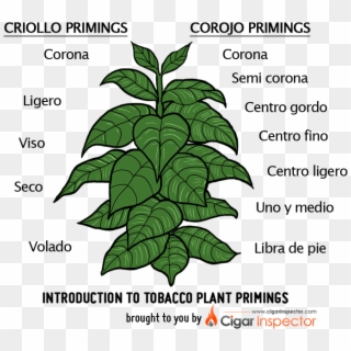 Cigar Clipart Tobacco - Tobacco Plant Tobacco Leaf, HD Png Download