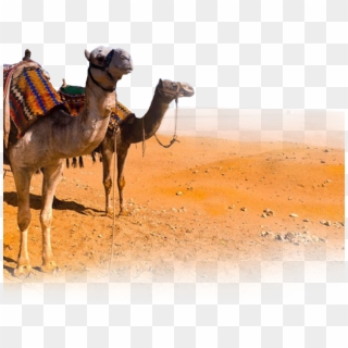 Footprints Clipart Camel - Camel With Desert Png, Transparent Png