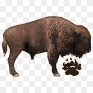Bison Png - American Bison Zoo Tycoon 2, Transparent Png