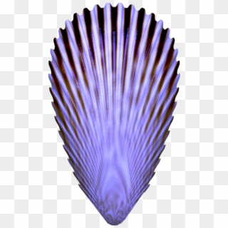 This One Has A Lovely Shade Of Purple Shades Of Purple, - Bivalve, HD Png Download
