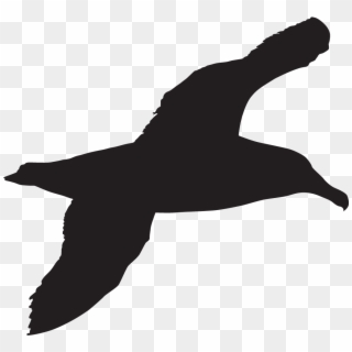 Fork Tailed Storm Petrel - Sea Bird Silhouette, HD Png Download