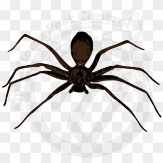 Brown Recluse Image Gallery - Most Poisonous Spider In India, HD Png Download