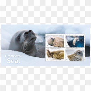 Minisheet Minisheet - Crabeater Seal Stamps, HD Png Download