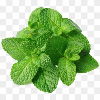 Mint Leaves Png For Free Download - Mint Leaves, Transparent Png