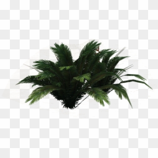 Png Ferns - Borassus Flabellifer, Transparent Png