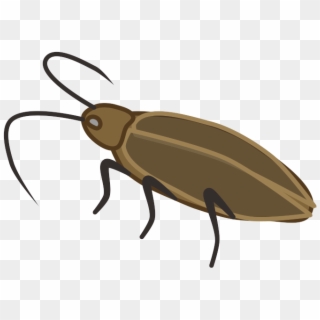 Ground Beetle, HD Png Download