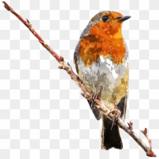 Free Png Download Robin Erithacus Rubecula Png Images - Water Colours Of Bird, Transparent Png