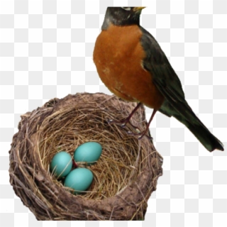 Robin Clipart Transparent Background - Robin In A Nest, HD Png Download