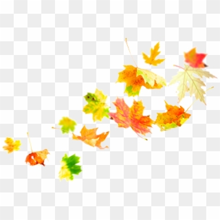 - Autumn Leaves Wind , Png Download, Transparent Png