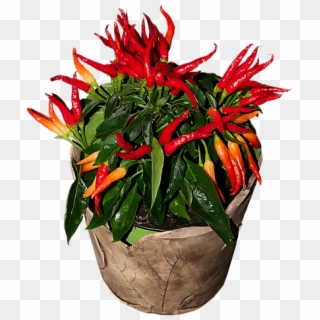 Chili, Sharp, Red, Chilli Pepper, Pepper, Pods, Flame - Anthurium, HD Png Download