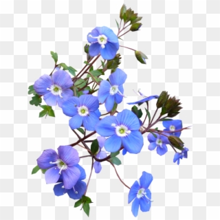 Blue, Flower, Blooming - Real Transparent Blue Flower Png, Png Download