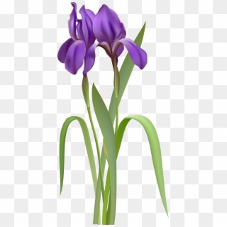 Iris Spring Flower Png Clipart - Iris Clipart, Transparent Png