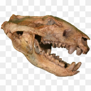 Didelphodon Skull Clean - Didelphodon Vorax, HD Png Download